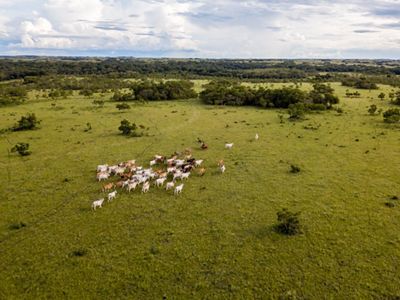 a entornos tropicales las razas criollas han favorecido los procesos de conservación.