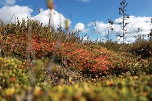 a mound of sphagnum moss growing in a peat bog.