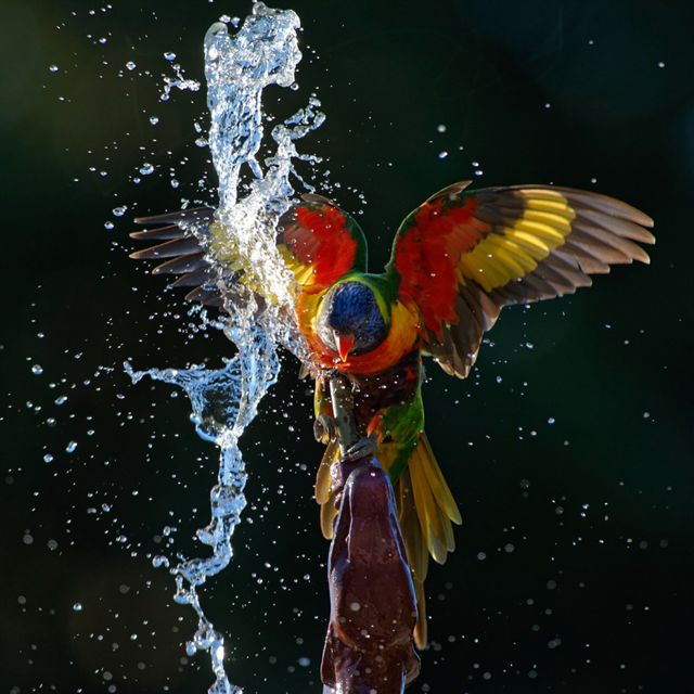 It was a hot October afternoon in Adelaide and many Rainbow Lorikeets were taking relief in the fountain at the Botanical Gardens. Some of them were just bathing or drinking from the basin but one pair was using the spout in the dragon's head to get a good soaking.