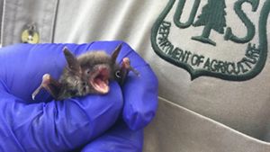 Pequeño murciélago sostenido por una mano en guantes médicos.