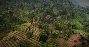 Vista aérea de un exuberante bosque verde intercalado con hileras de árboles plantados uniformemente espaciados, lo que sugiere un paisaje cultivado.