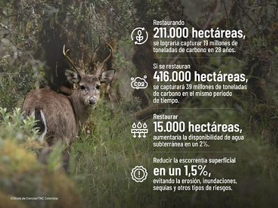 también tiene un impacto positivo en el ciclo del agua, clave para la seguridad hídrica de millones de colombianos y especies de fauna y flora. Según el estudio.