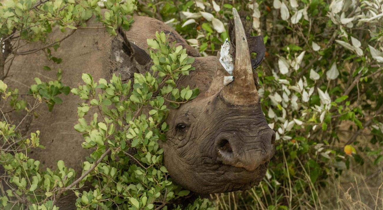 Rinoceronte negro asoma su cabeza entre la maleza.