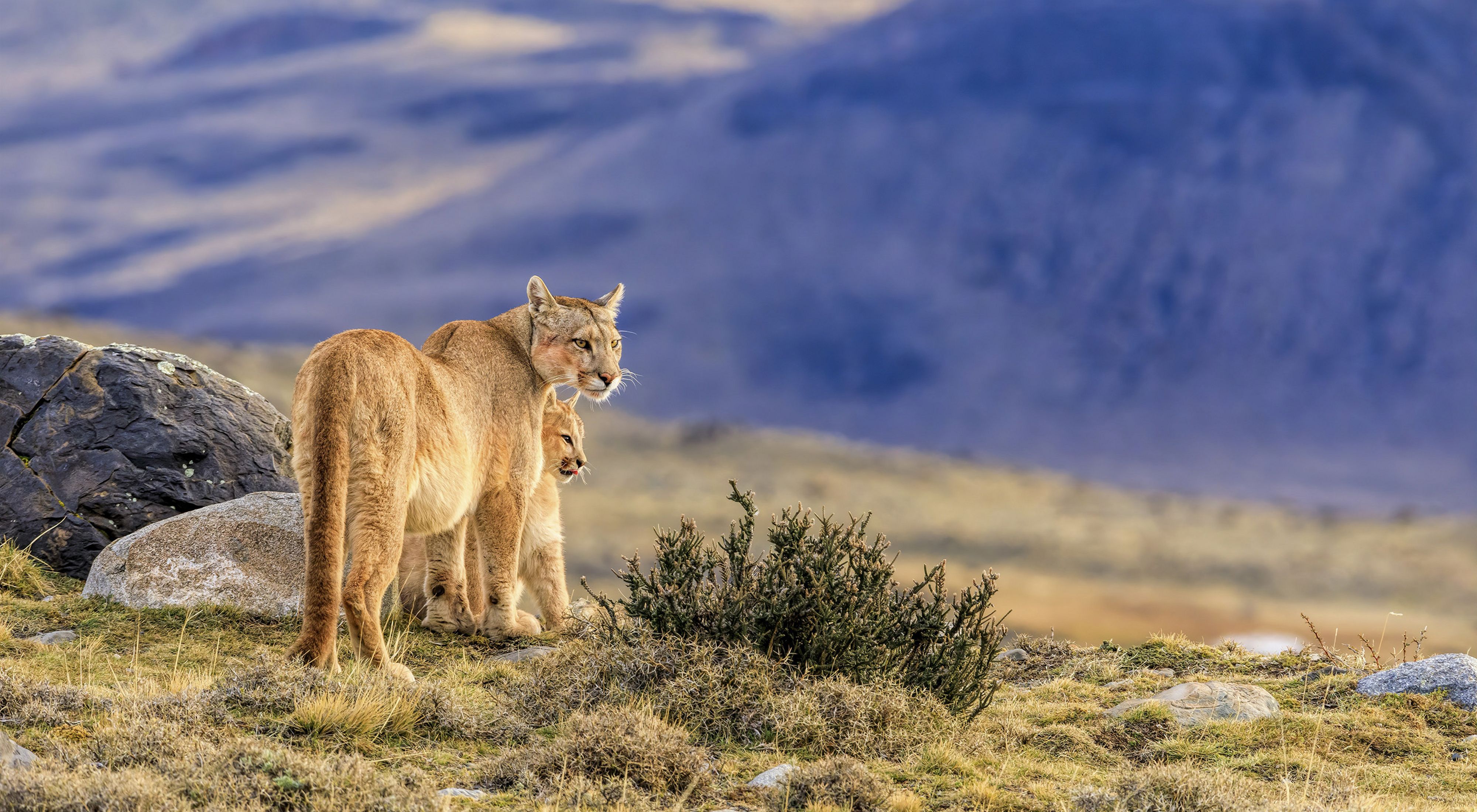 Mother and baby Puma in a field in front of mountains. 