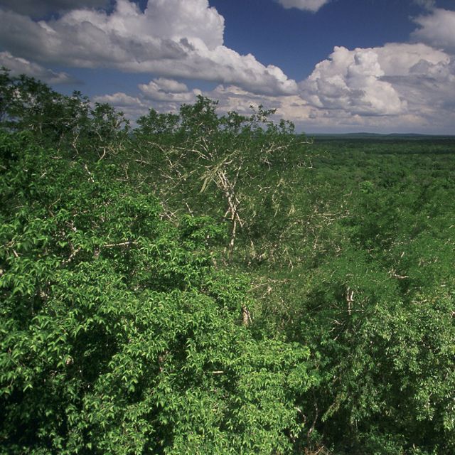Las ruinas del templo Maya parcialmente restauradas se elevan sobre el dosel del bosque maya en la Reserva de la Biosfera Calakmul de México Reserva de la Biosfera Calakmul.