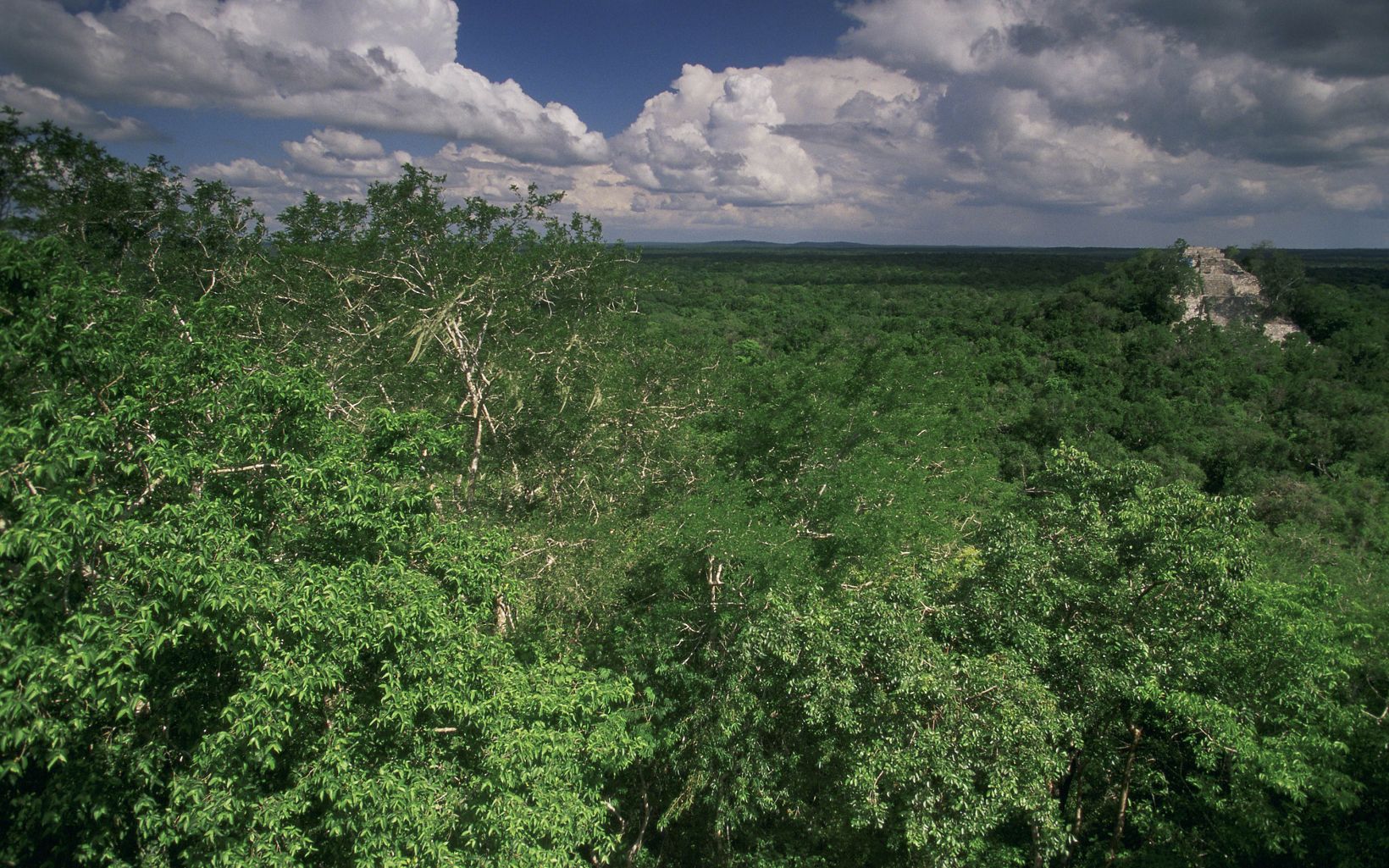 
                
                  Reserva de la Biosfera Calakmu El denso bosque tropical de las  tierras bajas que  rodea el antiguo sitio Maya, Calakmul, ubicado en la Reserva de la Biosfera Calakmul,  Reserva de la Biosfera Calakmul.
                  © Mark Godfrey/TNC
                
              