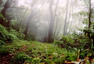 Un sendero sinuoso que atraviesa un denso bosque, rodeado de árboles altos y exuberante hierba verde.
