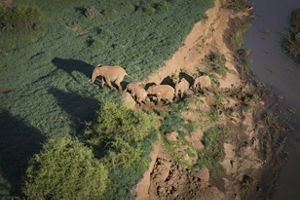 Vista aérea de elefantes en movimiento subiendo a la orilla de un causal de rio.