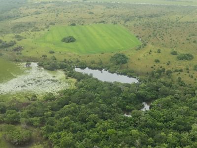 es evidente el avance de cultivos a gran escala transformando el agua y las sabanas arboladas del Vichada.