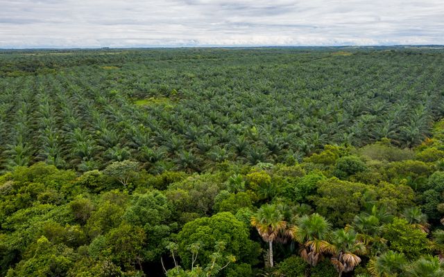 a vast field of palm oil crops on the edge of a forest.
