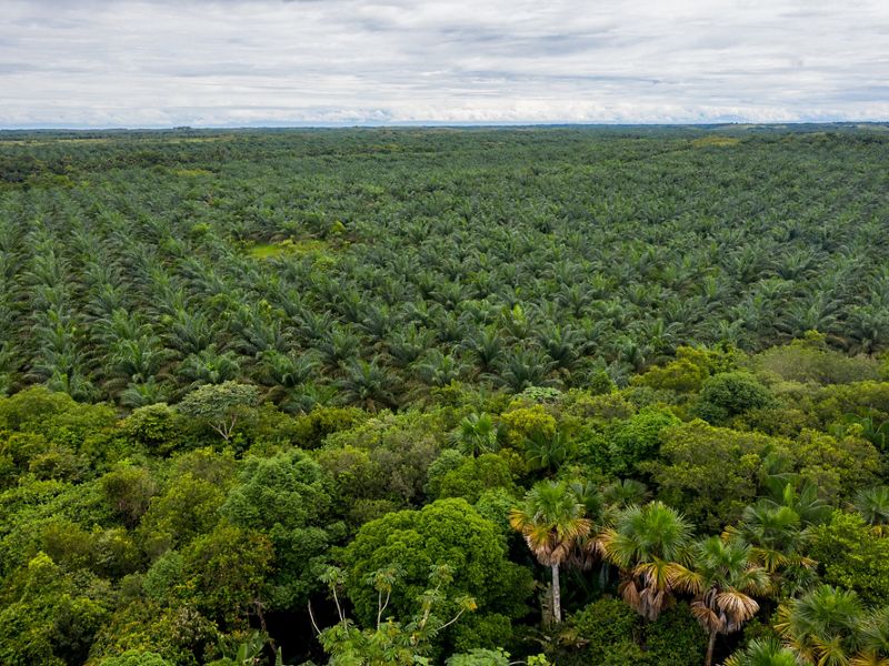 a vast field of palm oil crops on the edge of a forest.