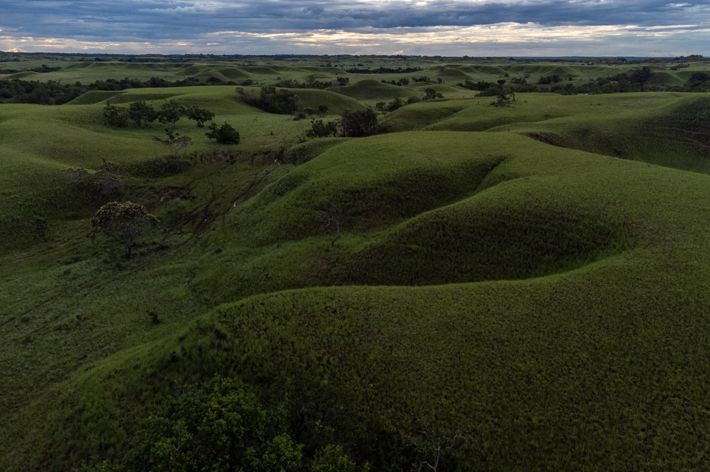 An undulating, grassy savanna.