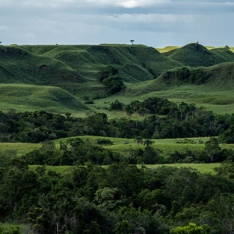 Vista frontal del paisaje verde del Parque Nacional Manacacías.
