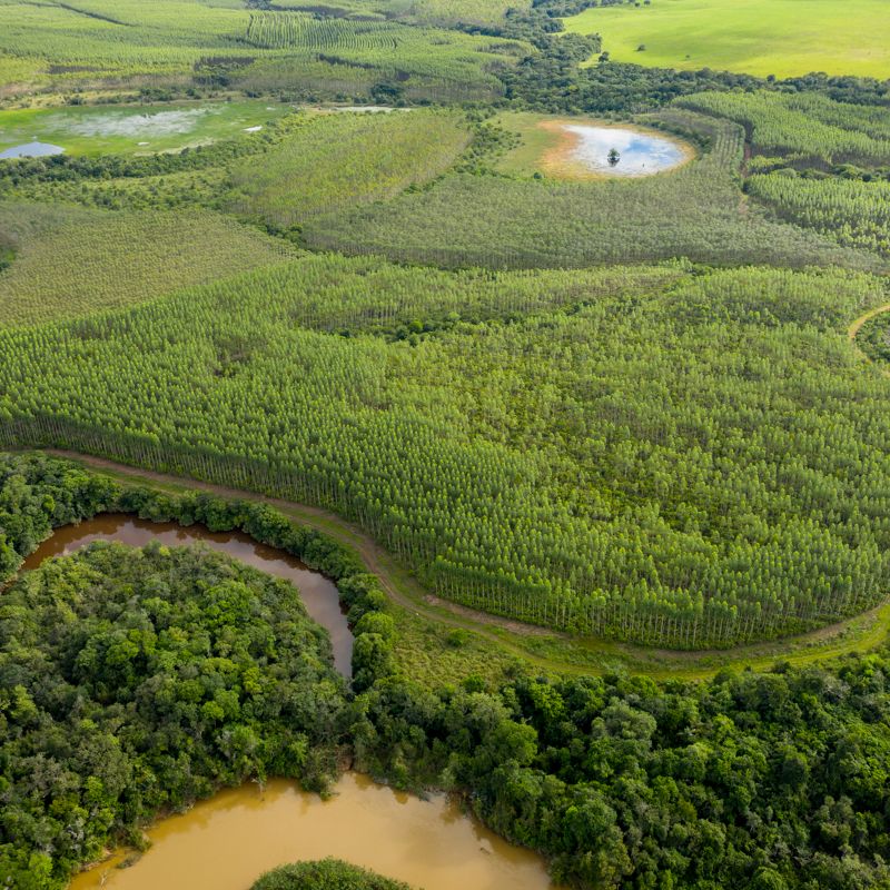 A lush green landscape includes a forest, a stream and other wetlands.