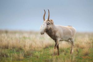 A saiga antelope with distinctive downward-facing horns and a bulbous nose stands in a grassy field under an overcast sky, conveying a serene mood.