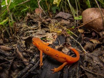 Salamandra tritón del este con lunares rojos sobre un trozo de madera.