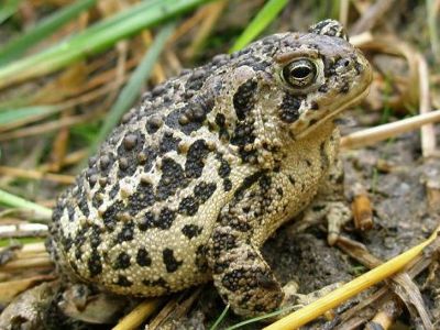 Toma cercana de sapo de piel rugosa marrón y beige.