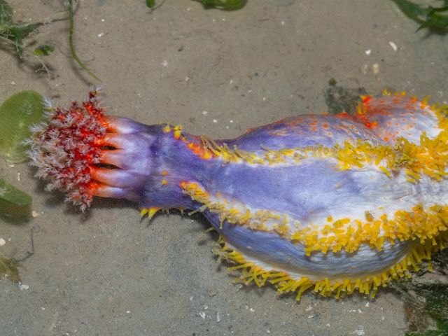Siete extrañas especies de las profundidades del océano