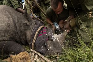 Veterinario administra un dardo tranquilizador al rinoceronte.