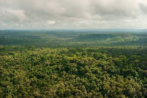 Vista aérea copa de árboles en selva tropical.