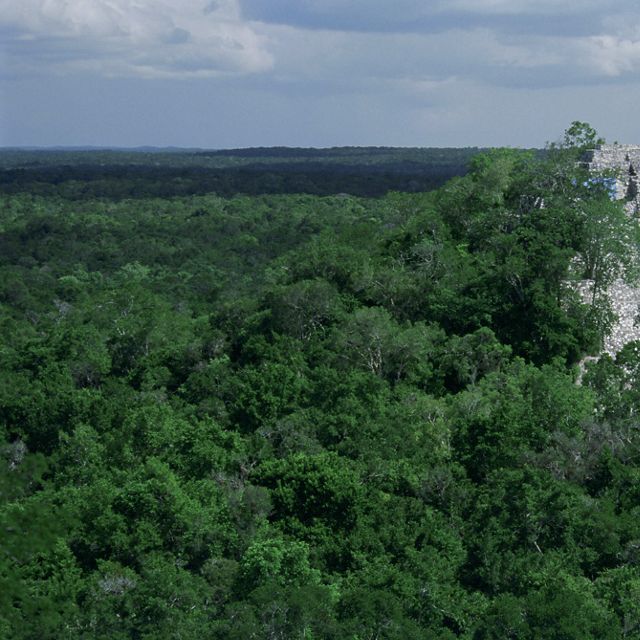 El denso bosque tropical de tierras bajas rodea el antiguo sitio Maya, Calakmul, ubicado en la Reserva de la Biosfera Calakmul (Reserva de la Biosfera Calakmul)