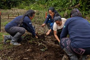 Cuatro mujeres se dedicaron a plantar un árbol en un jardín frondoso y verde.