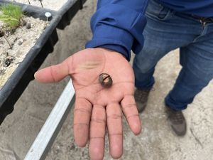 Una persona sostiene una pequeña semilla en su mano, examinándola de cerca.