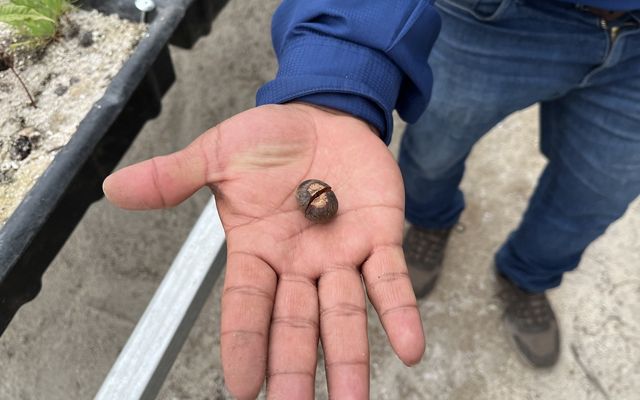 Una persona sostiene una pequeña semilla en su mano, examinándola de cerca.