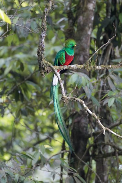 Un pájaro que exhibe una cola roja y verde vibrante, posado en una rama contra un fondo natural borroso.
