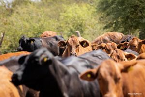 Una manada de ganado de color marron claro y oscuro.