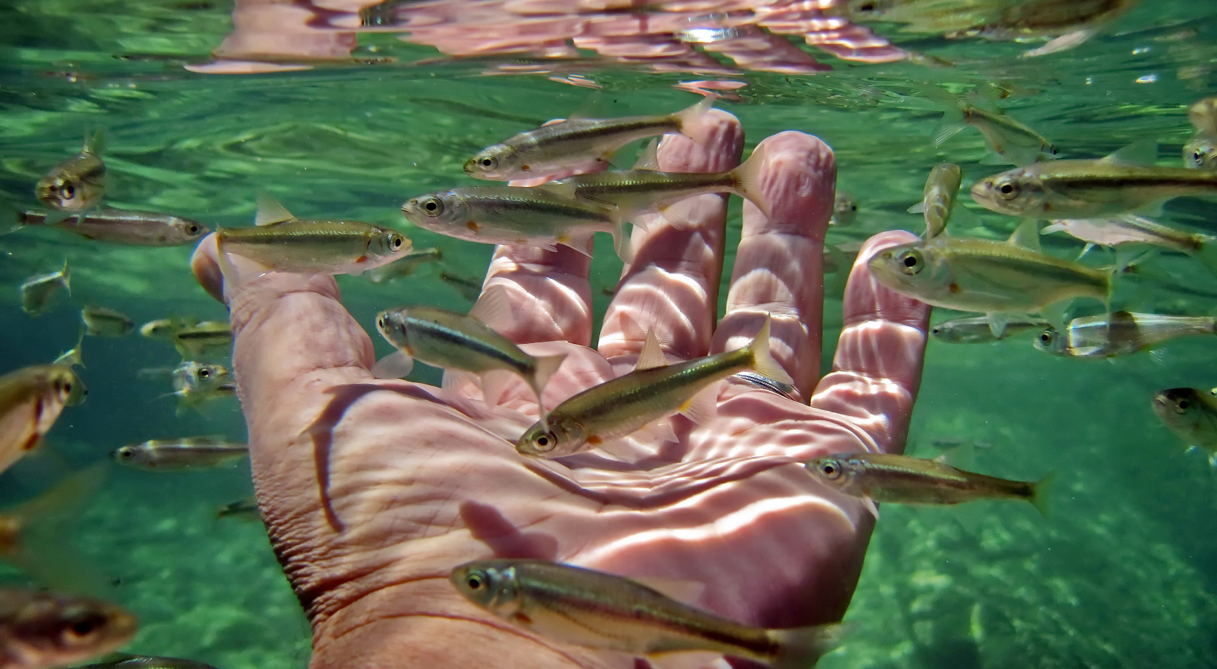Fish swimming around a hand