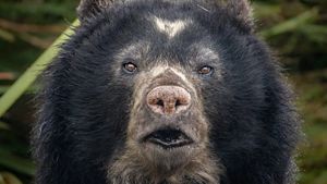 A black bear with a large head and prominent nose, standing in a natural setting.