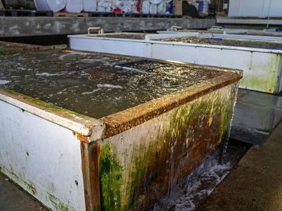 Tanques de agua rectangulares usados como contenedores de almejas.