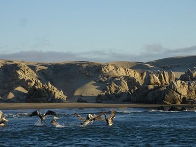 La Reserva Nacional Illescas es un área protegida donde se pueden avistar pingüinos además de otras especies marinas que interactúan entre sí.
