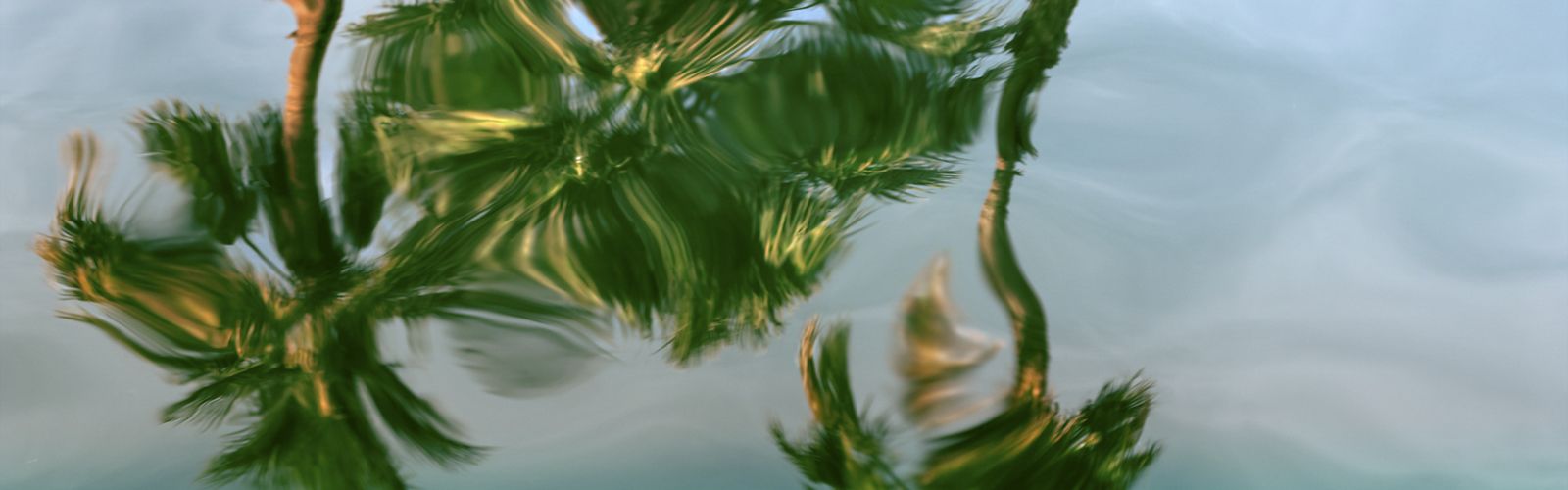 I took this picture white palm trees in Palm Springs in this spring.