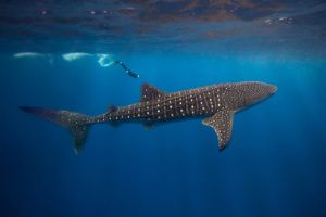 Un tiburón ballena con sus características manchas blancas nada bajo la superficie del océano, mientras un buceador lo sigue por encima en aguas azules cristalinas, creando una escena serena.