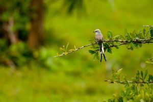 Pajaro Tirano Tijereta Gris posando en una rama de un arbol.