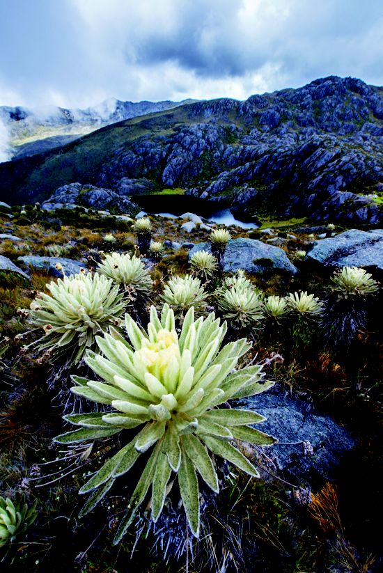 close up of bright green and white ground plants on the rock slopes of the paramo in the evening