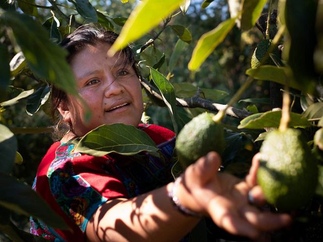 está transformando su granja familiar de fresas con uso intensivo de productos químicos en un sistema forestal sostenible que integra los cultivos y protege las fuentes de agu