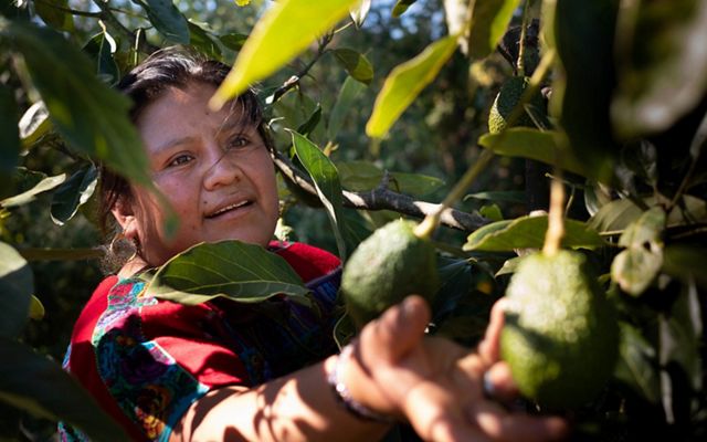 está transformando su granja familiar de fresas con uso intensivo de productos químicos en un sistema forestal sostenible que integra los cultivos y protege las fuentes de agu