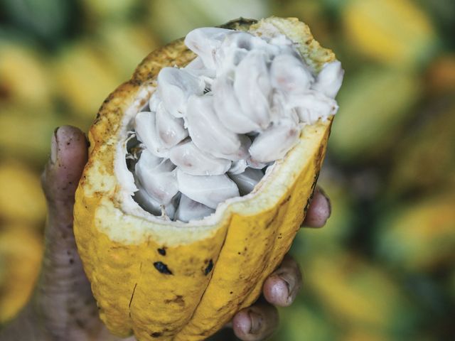 El cacao es un cultivo forestal sostenible nativo de la Amazonía y el ingrediente principal del chocolate.