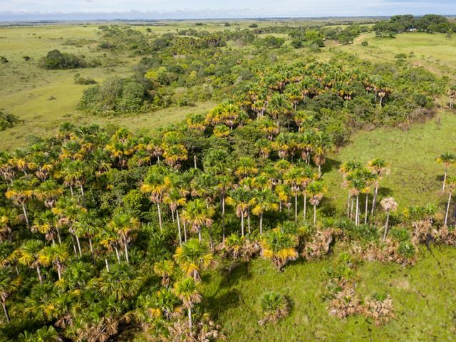 se trata de planicies cubiertas de vegetación, llenas de vida y de vital importancia para la biodiversidad del planeta