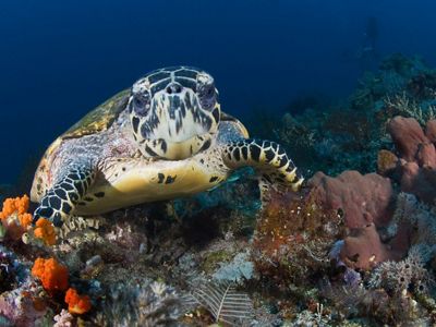 Una tortuga nada con gracia sobre un vibrante arrecife de coral, mostrando la belleza de la vida marina y los ecosistemas submarinos.