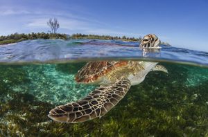Tortuga verde juvenil emerge sobre un lecho de pastos marinos.