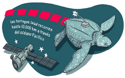 Ilustración de Tortuga marina con un trasmisor satelital adherido a su caparazón.