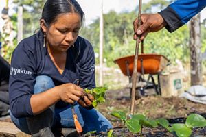 Una mujer se concentra intensamente mientras planta un pequeño arbusto en un jardín. Otra persona la ayuda con un palo.