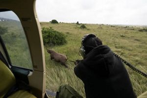 Veterinario administra un dardo tranquilizador desde un vehículo.