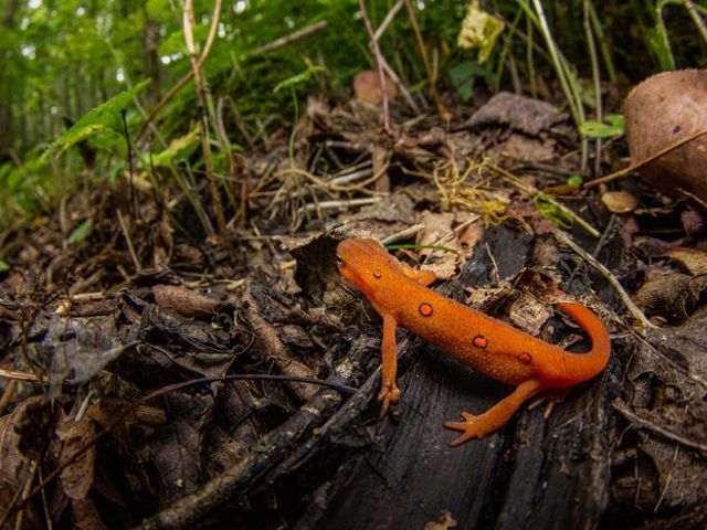 Pequeño tritón rojo entre hojarasca y ramas del suelo de un bosque.