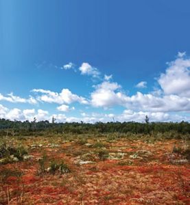  Un campo abierto con vegetación de color naranja, rojo y verde bajo un cielo azul despejado.