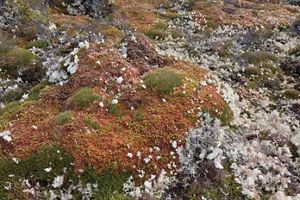  Paisaje de tundra colorido con musgos y líquenes de vibrantes colores rojo, verde y blanco que cubren el suelo.